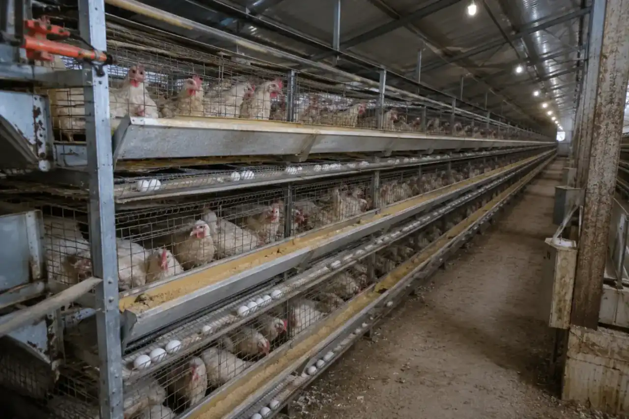 Commercial layer cage system for automated egg production