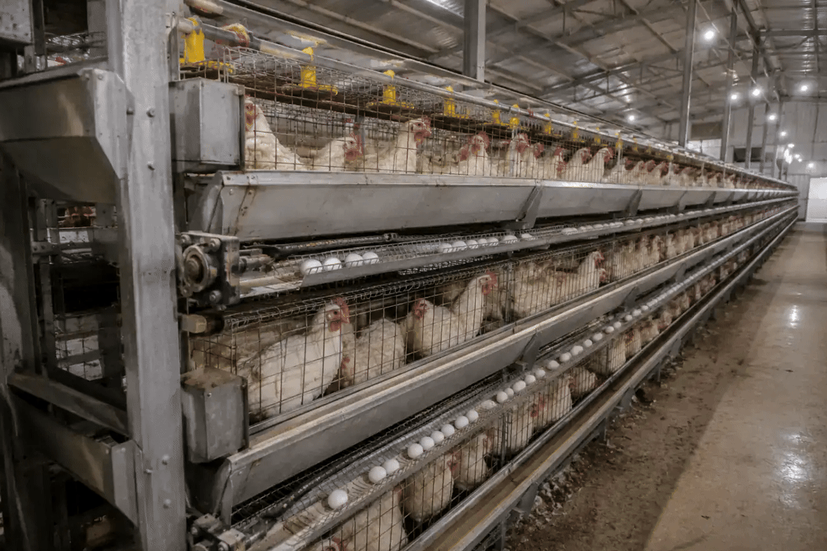 IX-E75 Layer Cage System machinery in its operating environment